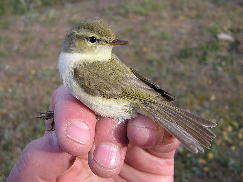 Greenish Warbler, Sundre 20110605